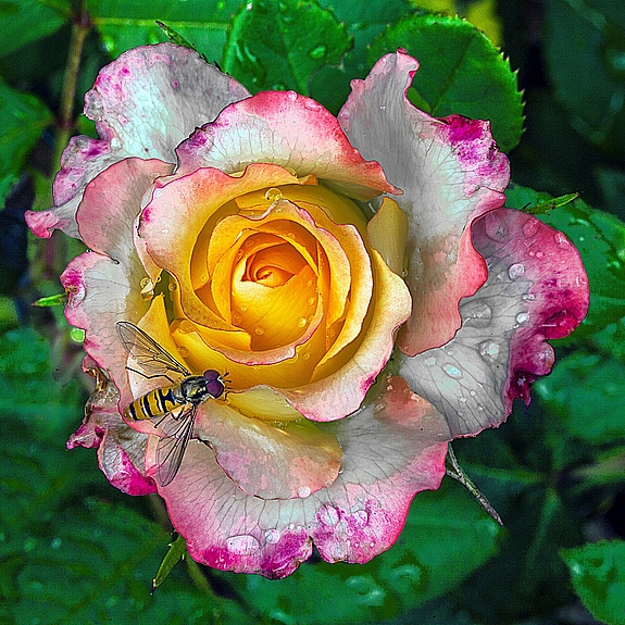 Rose Insekt