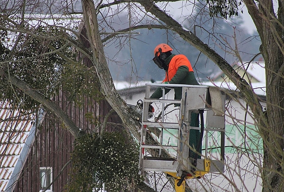 Ein Baumpfleger beschneidet im Korb eines Hubwagens stehend einen Baum, im Hintergrund sieht man ein leicht verschneites Hausdach.