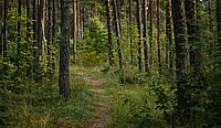 Allee von Bäumen im Wald mit einem schmalen Pfad