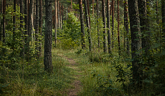 Allee von Bäumen im Wald mit einem schmalen Pfad