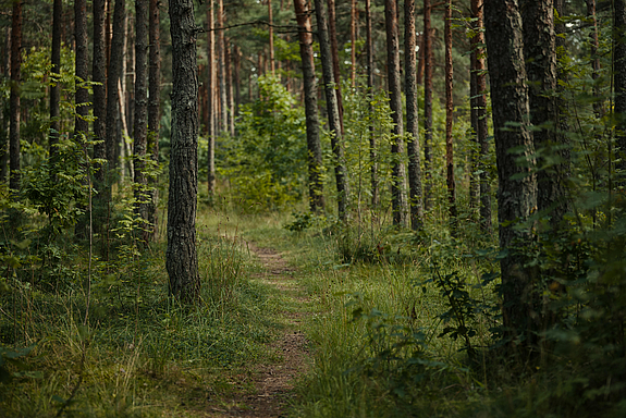 Allee von Bäumen im Wald mit einem schmalen Pfad