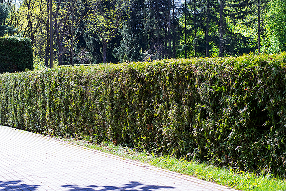 There is a hedge along the side of a road, with trees visible in the background