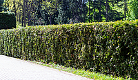 There is a hedge along the side of a road, with trees visible in the background