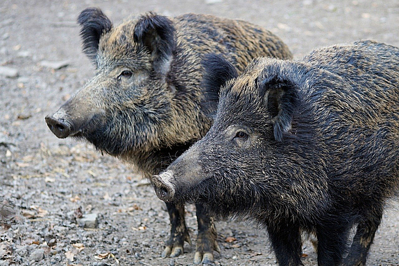 Zwei schmutzige Wildschweine