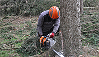 Ein Mann schneidet mit einer Kettensäge in einen Baum
