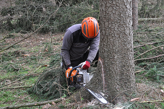 Ein Mann schneidet mit einer Kettensäge in einen Baum