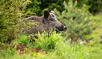 Massive wild boar, sus scrofa, showing up on the green forest clearing