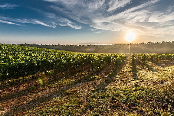 Weinberge