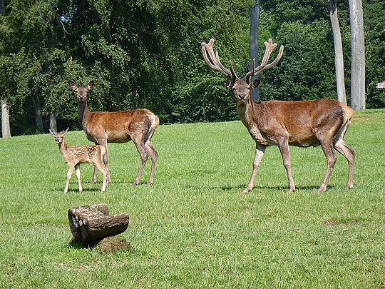 Foto: Stadt Völklingen / Verena Lamy image-1632