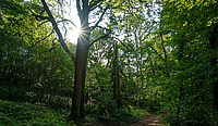 Der Völklinger Wald