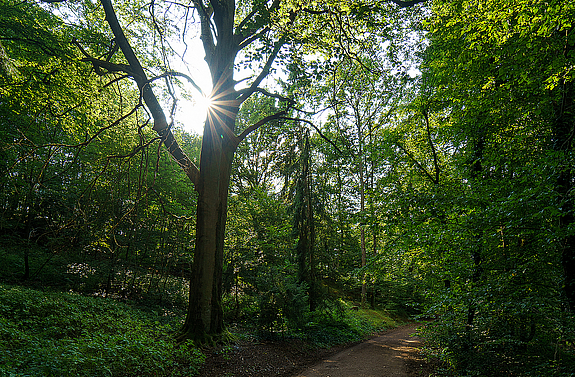 Der Völklinger Wald