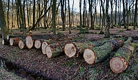 Baumstämme liegend am Waldrand 