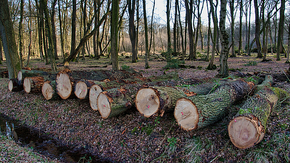 Baumstämme liegend am Waldrand 