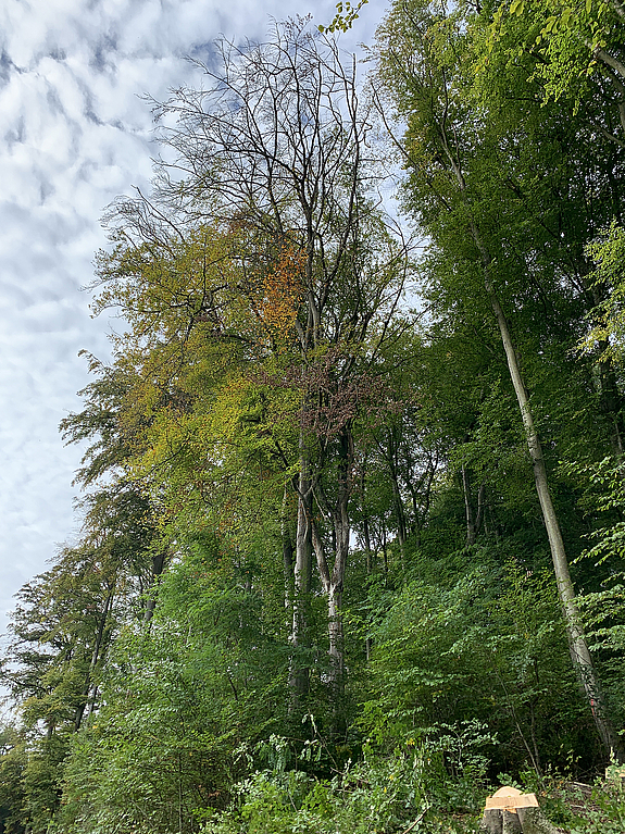 Mehrer Bäume im Bölklinger Stadtwald, die gefällt werden müssen.