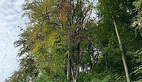 Mehrere Bäume im Bölklinger Stadtwald, die gefällt werden müssen.