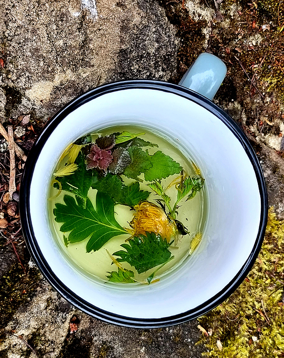 Ansicht einer Tasse von oben mit Kräutern in Wasser